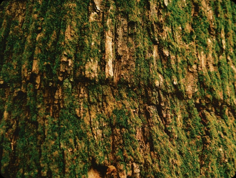 Textured tree bark